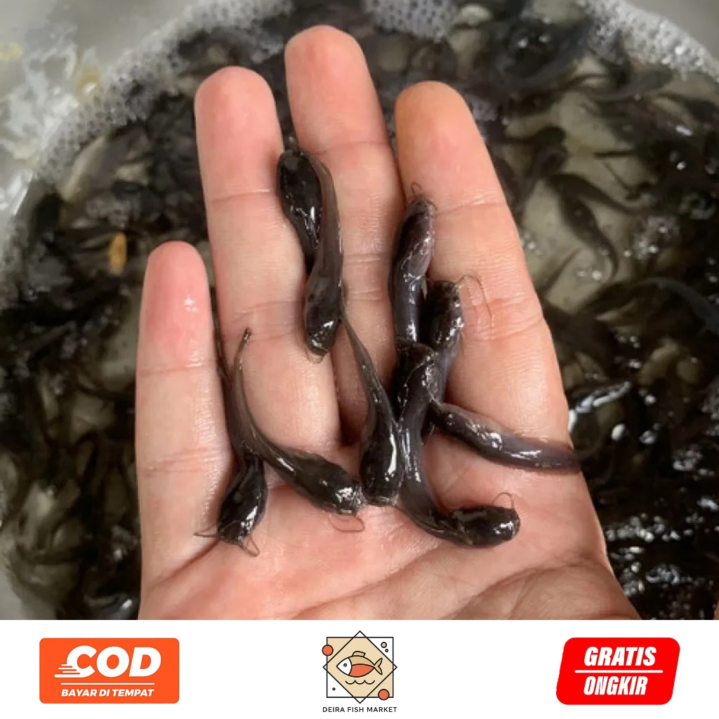 Bibit Ikan Lele Berkualitas Isi 100 Ekor | Bibit Ikan Lele