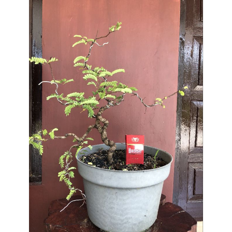 BONSAI ASEM JAWA / BAHAN BONSAI ASEM JAWA