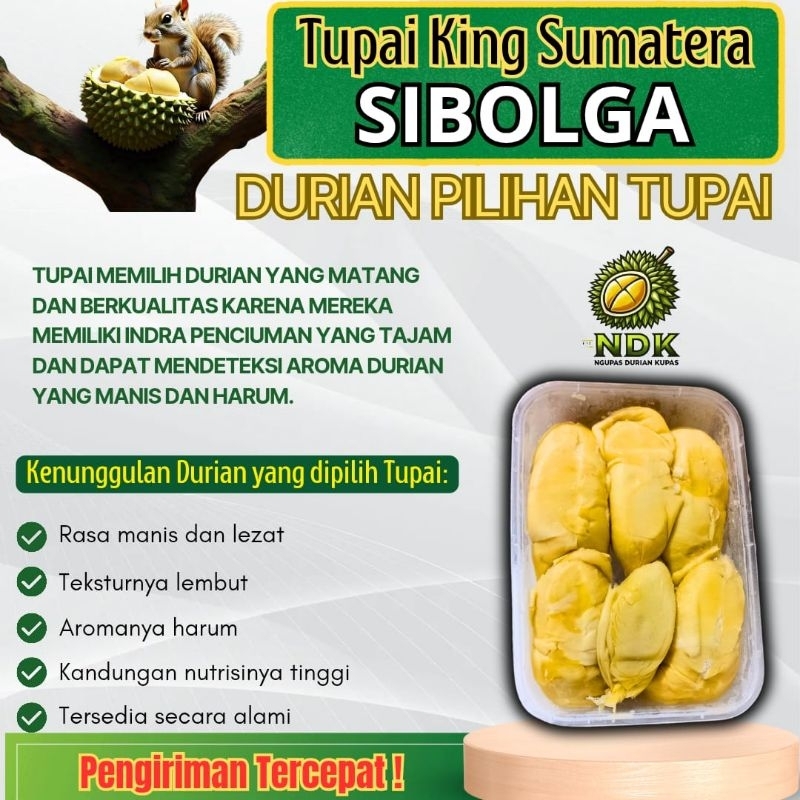 

Ngupas Durian Kupas Tupai King Sibolga