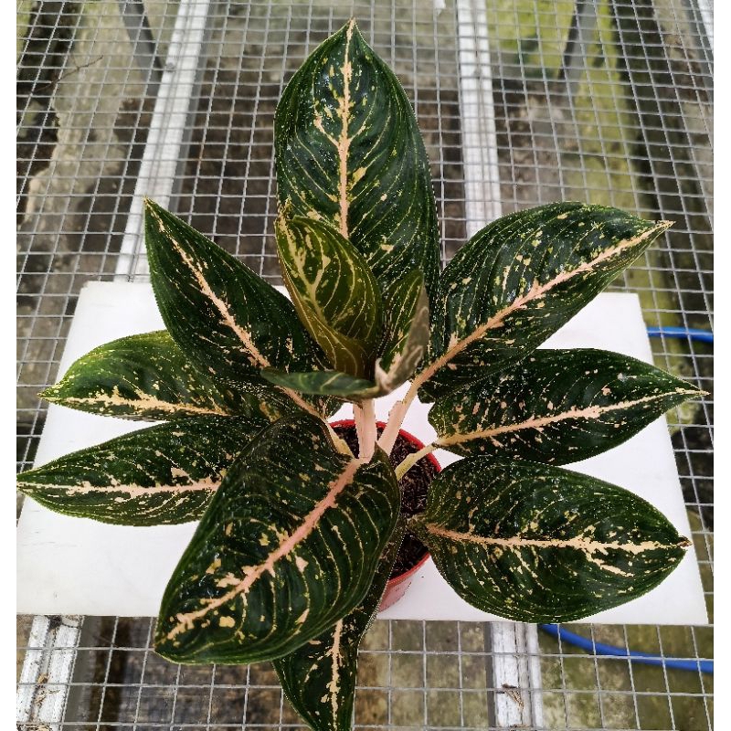 Aglaonema Widuri blorok