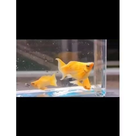 ikan molly balon gold cawang