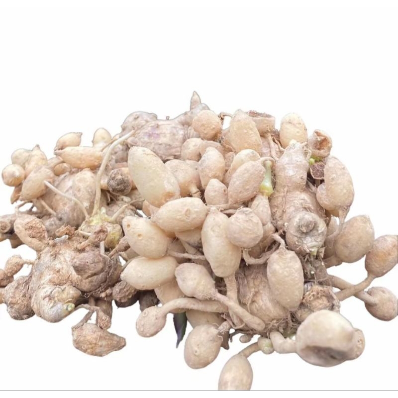 

temu kunci obat herbal tradisional termurah per 500 gram