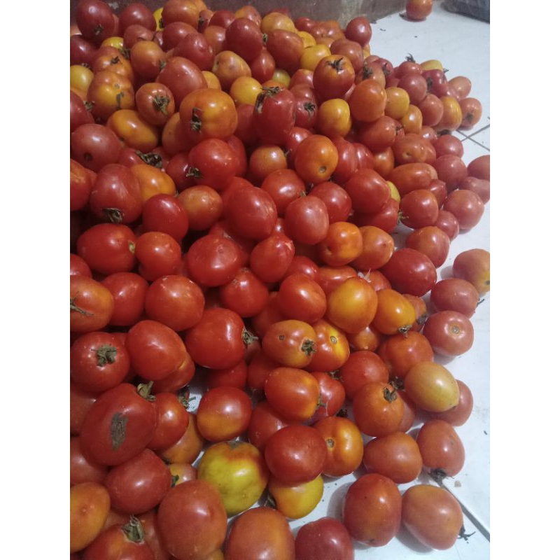 

sayur buah Tomat