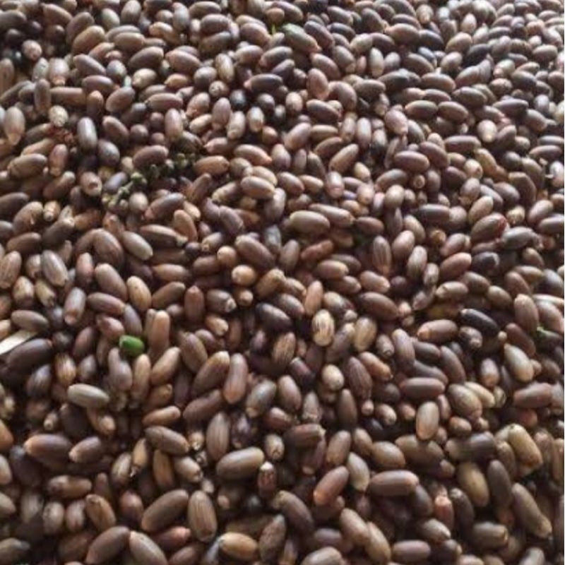

Biji Melinjo 1 kg