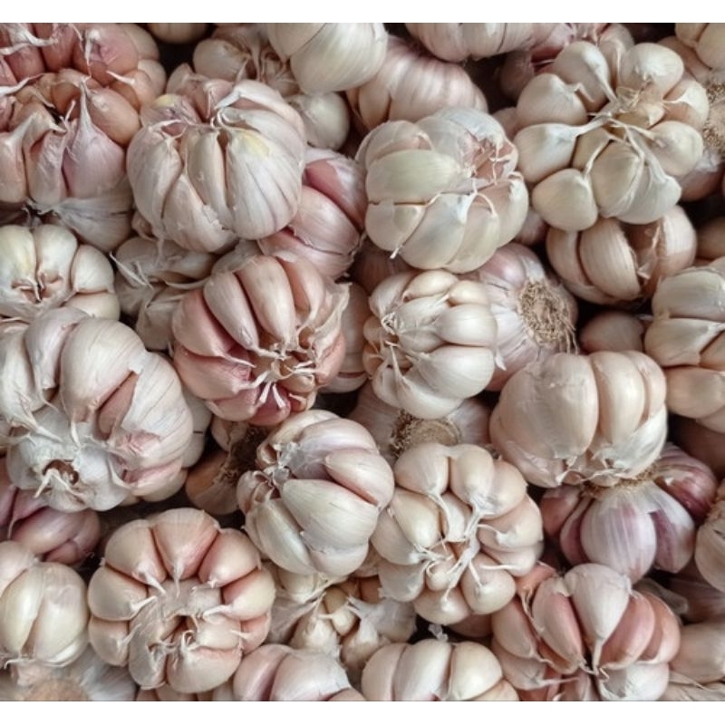 

Bawang putih