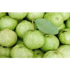 

JAMBU KRISTAL
