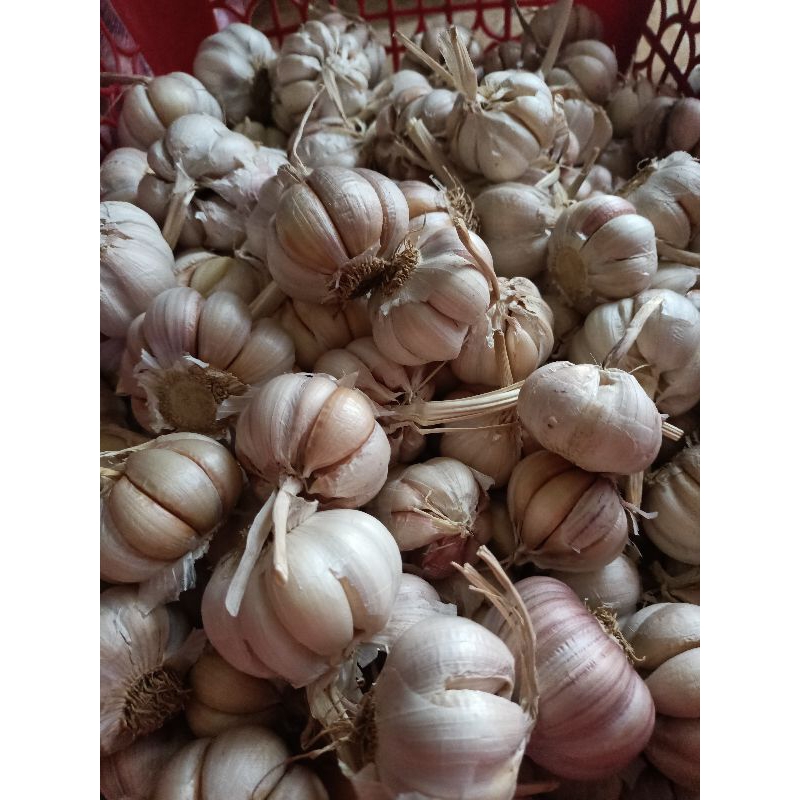 bawang putih 1 kg