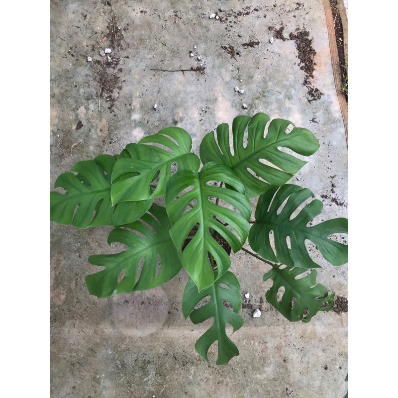 Rhaphidophora pertusa