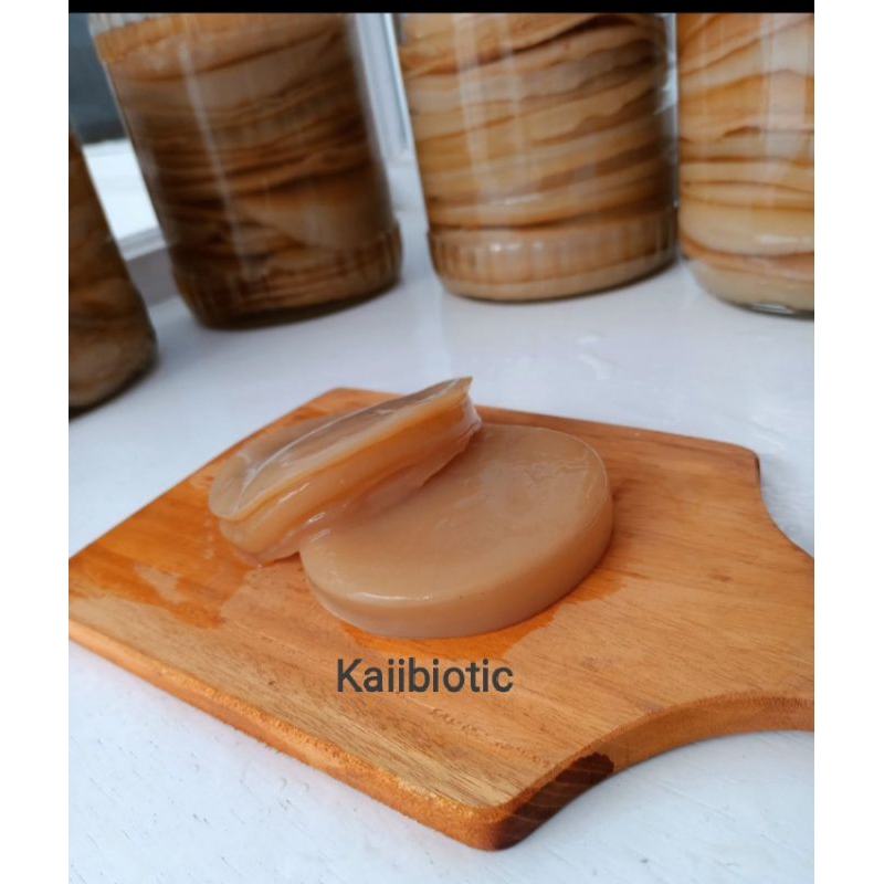 

Scoby Kombucha Kaiibiotic dewasa size 14 cm serta 100 ml starter
