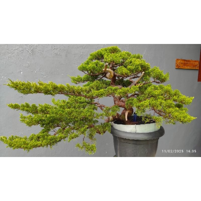 Bonsai Cemara Shinensis I Sinensis