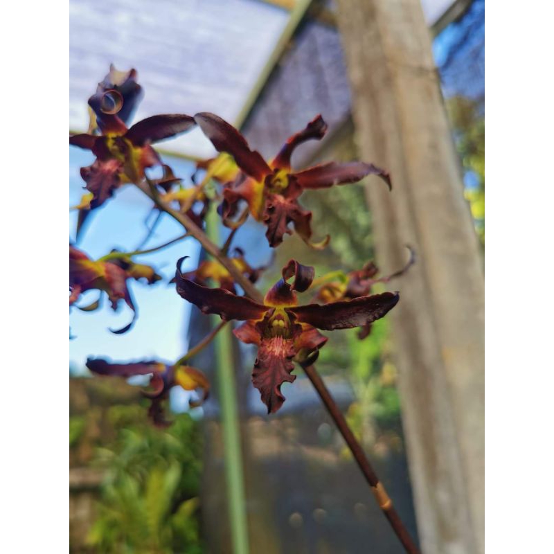 Dendrobium Black Alien