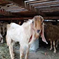 

jual kambing qurban 2025