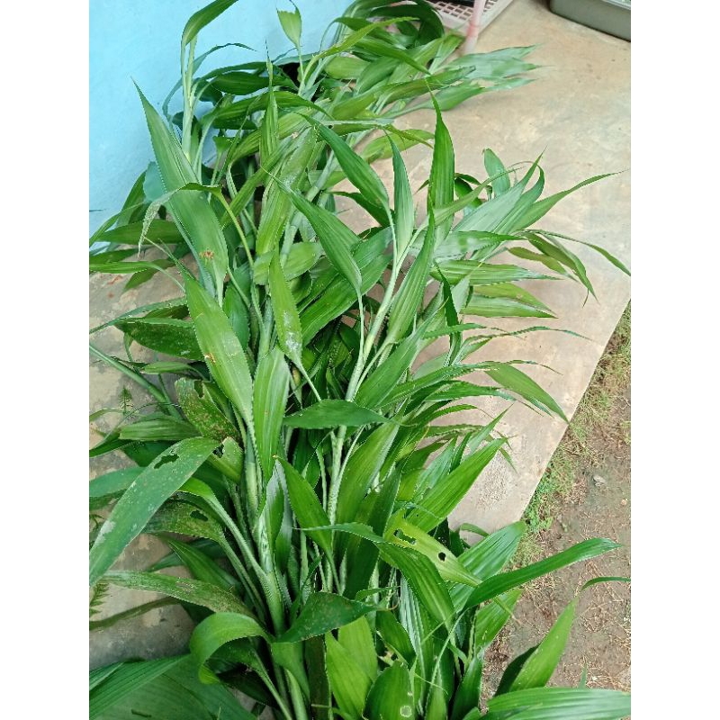 Bambu hoki murah jumbo sri rejeki hijau 30-40cm