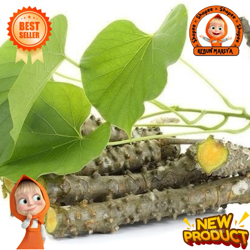 

Tanaman Herbal Stek Segar Sapih Asi Brotowali Batrawali Antawali Herbal Alami Super
