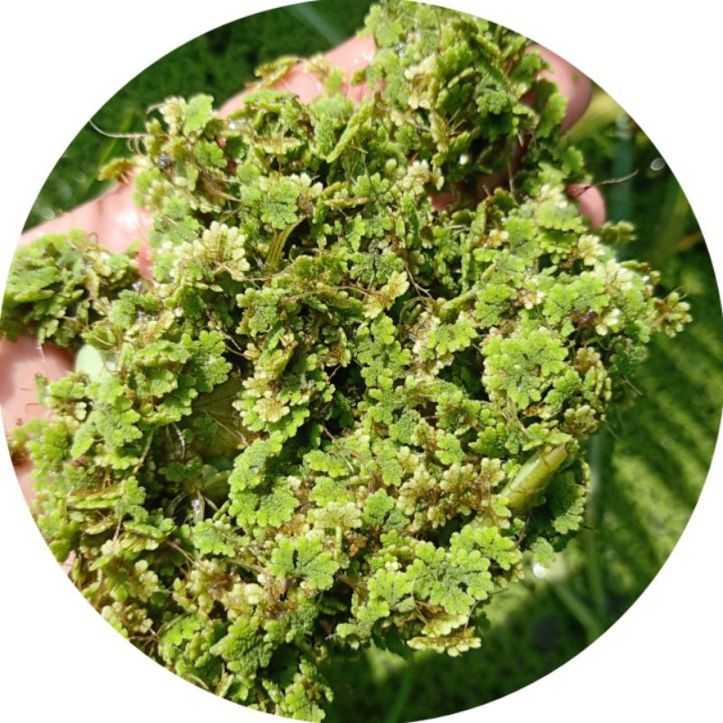 tanaman air azola hijau 1kg / 1000gr