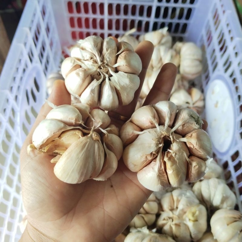 

Baput 1kg/bawang putih