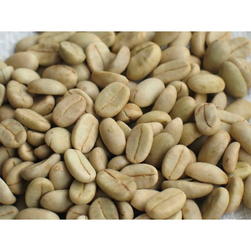 promo besar bibit kopi arabika brazil buah lebat kuncup hijou 500 biji siap semai