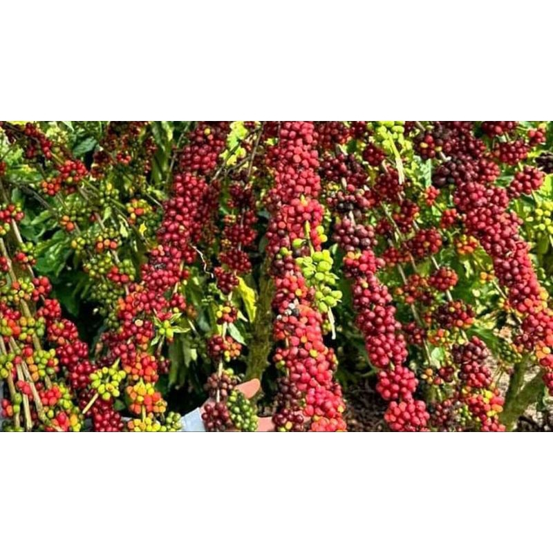 promo besar bibit kopi robusta F1 brazil super lebat 40 batang bibit