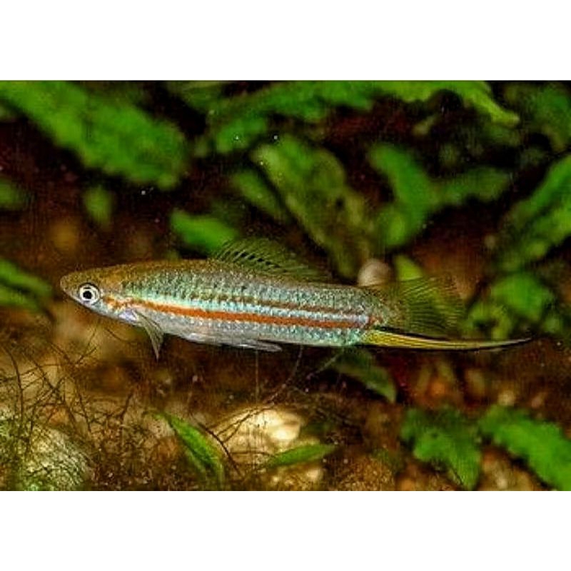 Platy Swordtail Green isi 10
