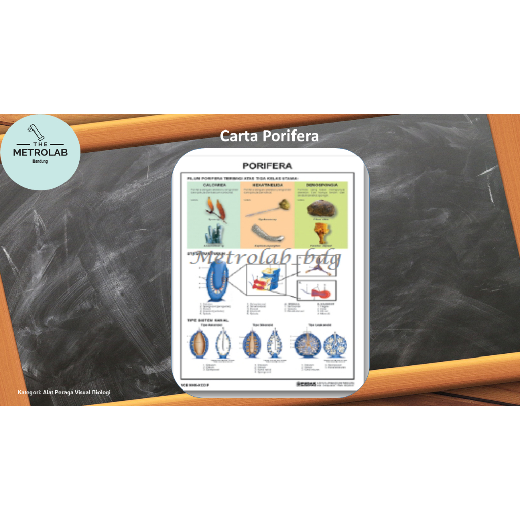 

Carta Porifera uk. 70 x 100 cm, Art Paper 230 gr | dengan List Kaleng Atas-Bawah