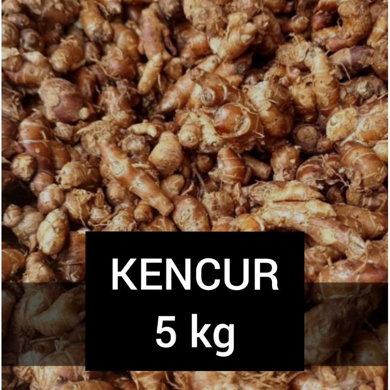 

KENCUR SEGAR | KENCUR MURAH | REMPAH-REMPAH |