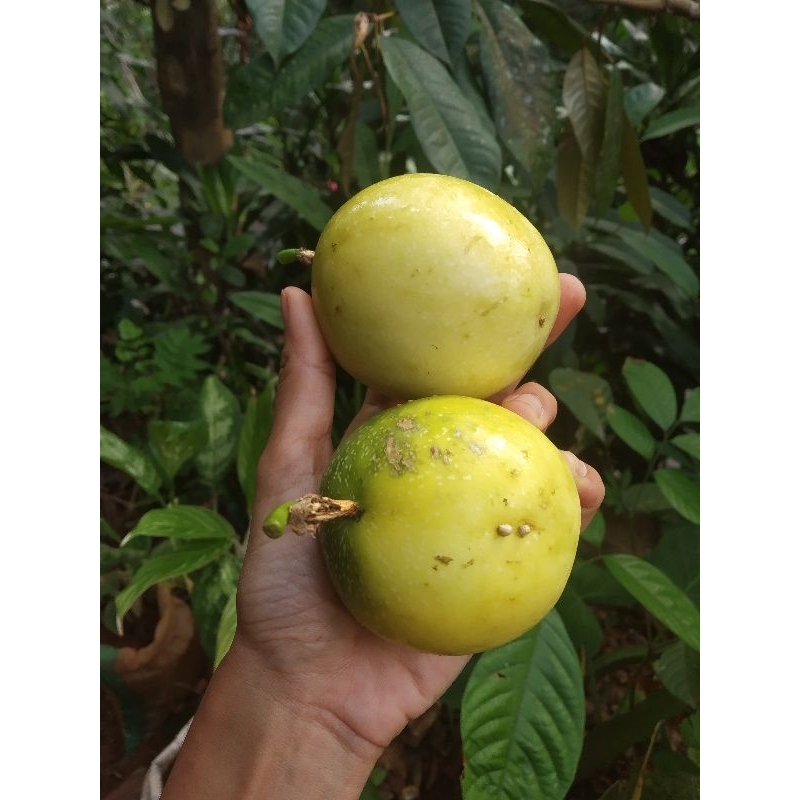 

Markisa Asam manis Per 1 buah ( beli 5 gratis 2 )