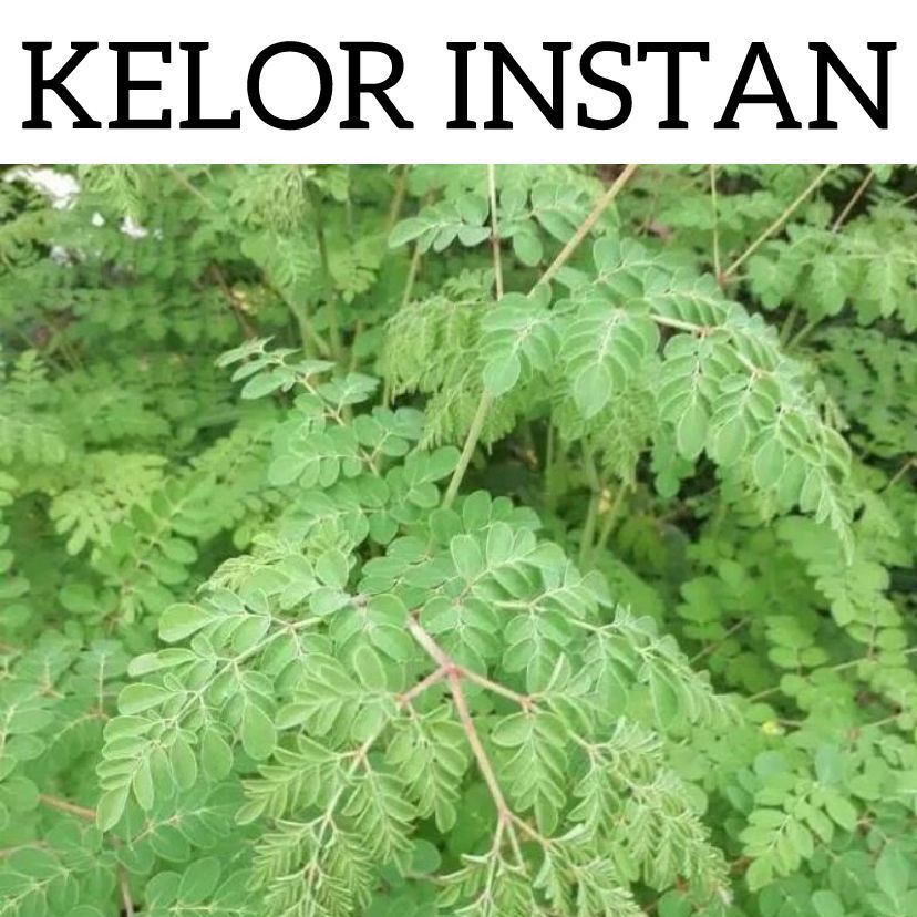 

KELOR ( PENGIRIMAN BISA INSTAN )