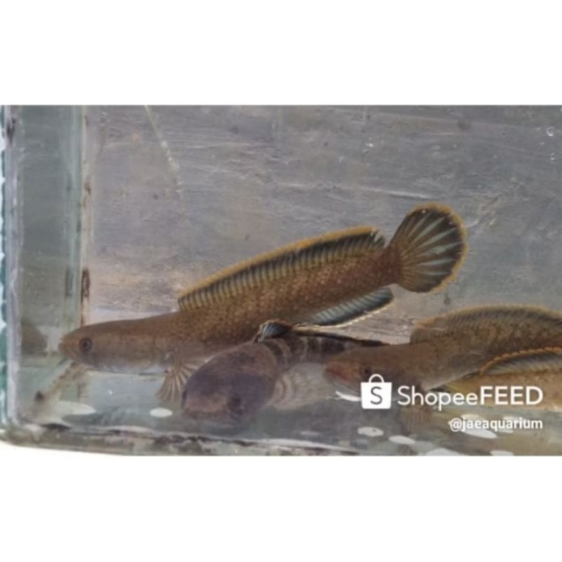 hiasan akuarium Channa limbata 9cm -10cm akuarium akuascape