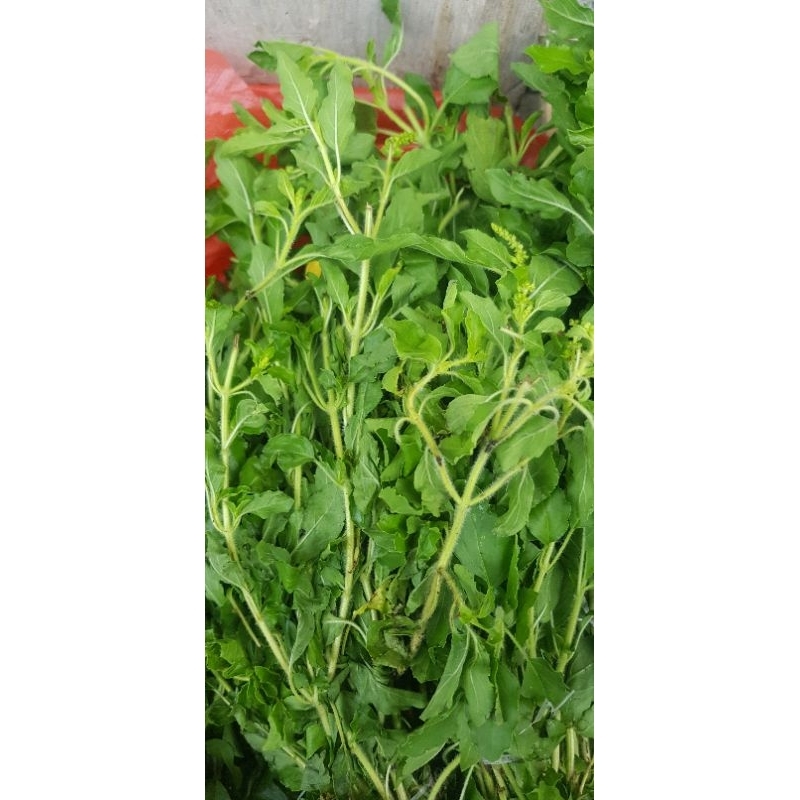 

Daun ruku ruku