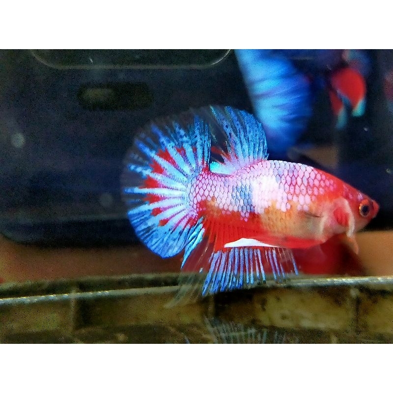 Hiasan aquarium ikan cupang bonsai