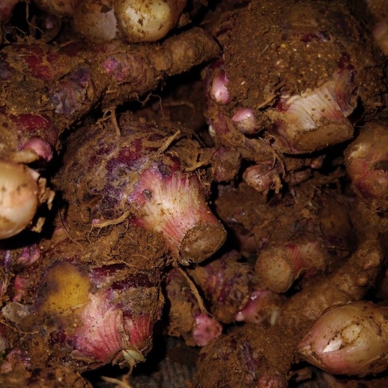 

jahe merah segar/1kg