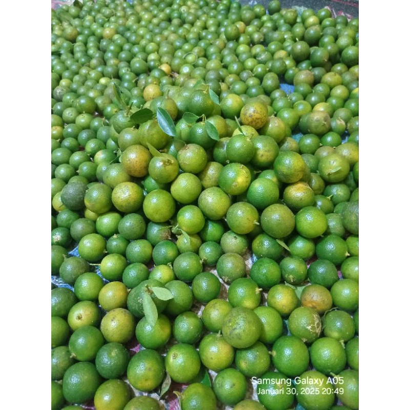 

1.kg jeruk sonkit jeruk kasturi segar