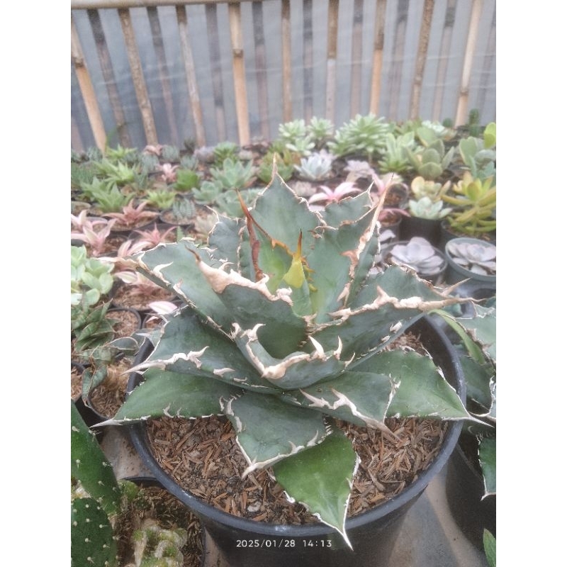 Agave titanota sollar green jumbo