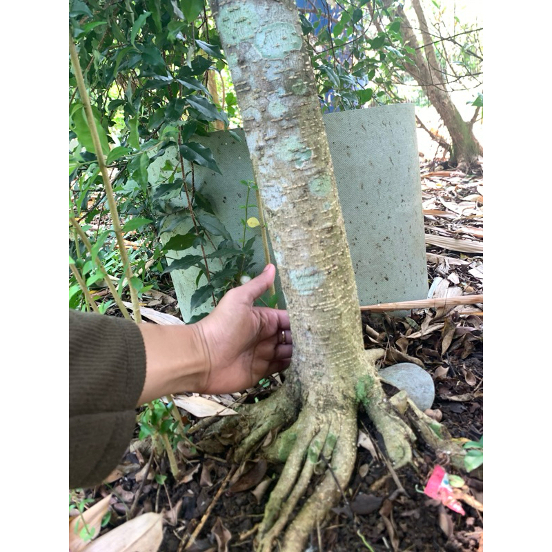 Bahan bonsai anting putri ( besar )