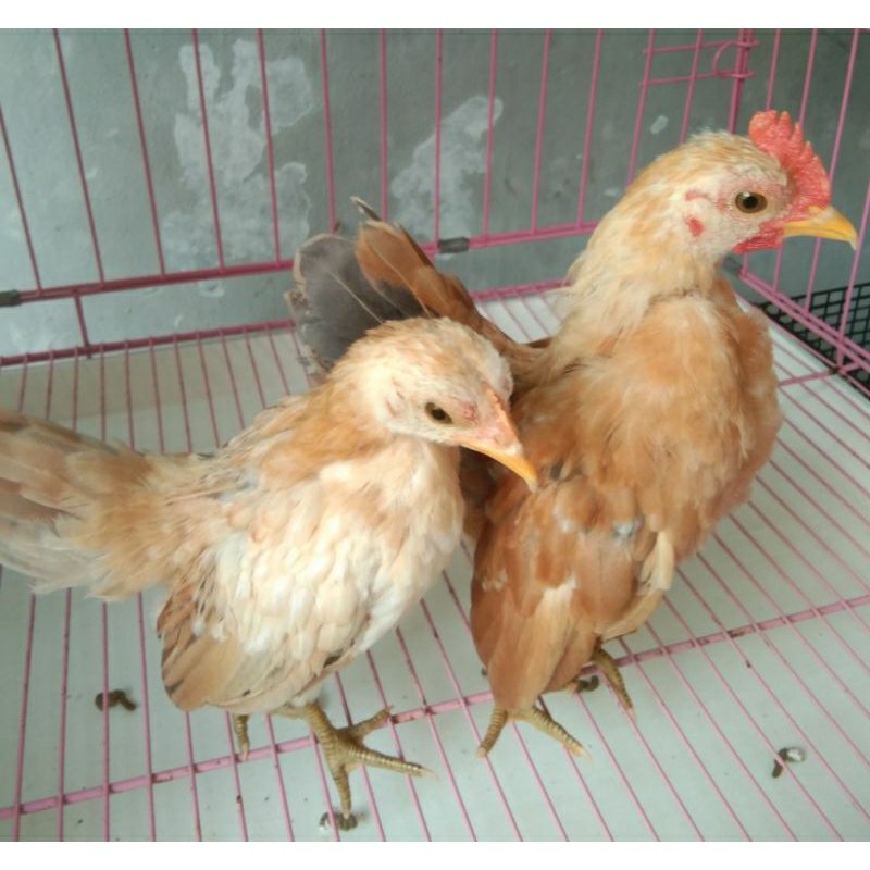 AYAM  SERAMA  KATE  SEPASANG