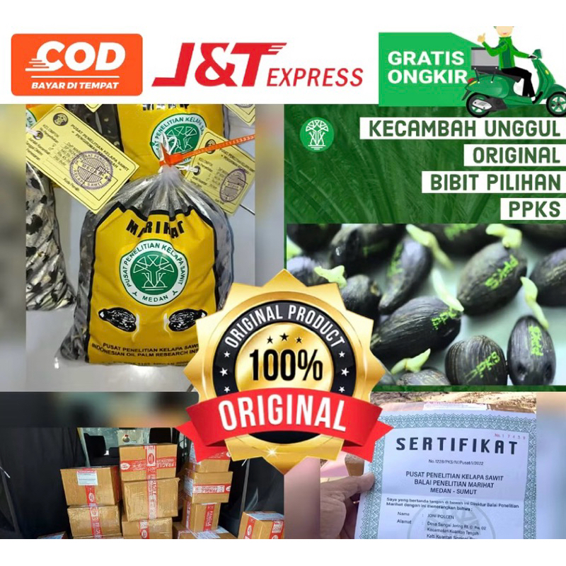 KECAMBAH PPKS DXP MARIHAT UNGGUL SERTIFIKAT ISI 250