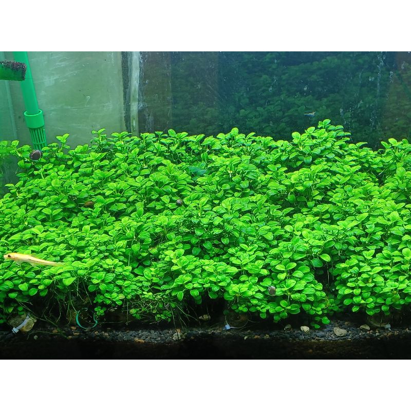 anubias petite anubias petiti