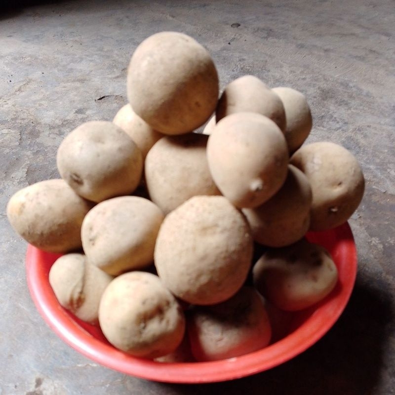 

kentang spek PL lokal 1kg Gunung Cikuray daerah Garut
