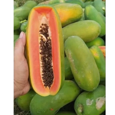 

INSTAN - PEPAYA CALIFORNIA BERAT 1KG - 1.5KG PER PCS