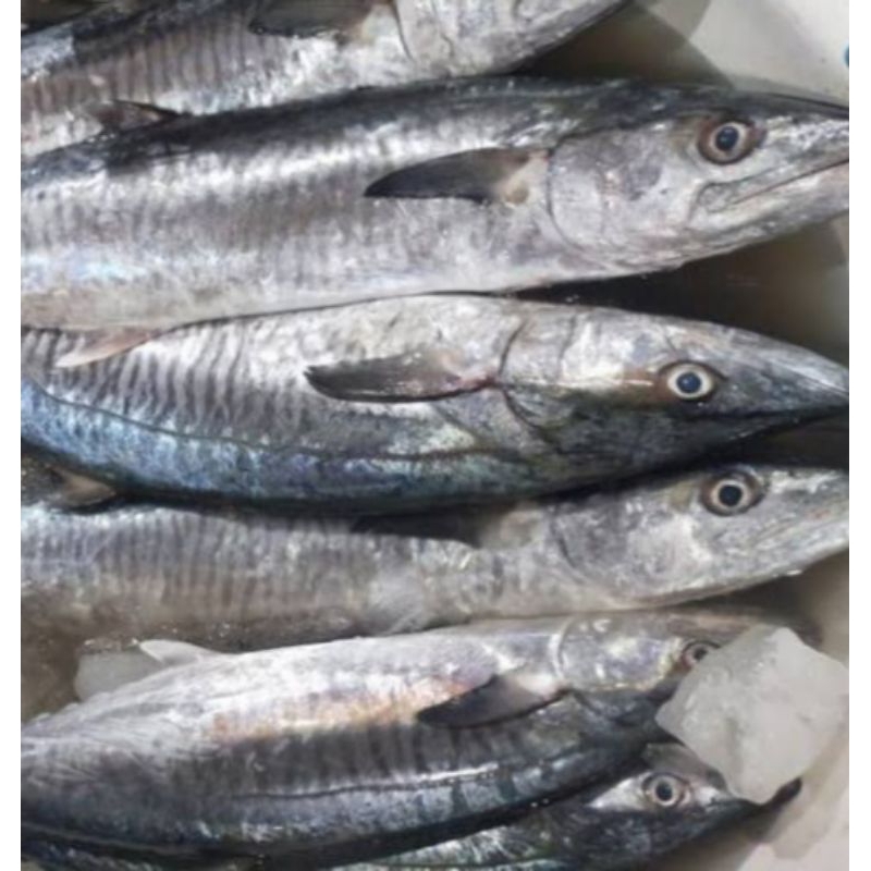 

Ikan tengiri fresh 1kg