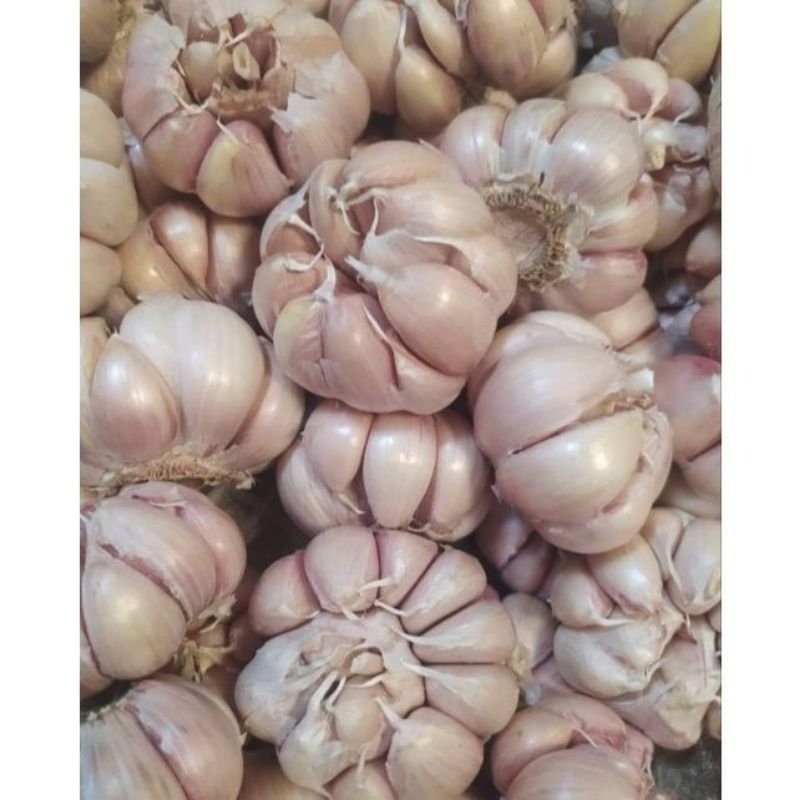 

Bawang Putih Reguler 1Kg