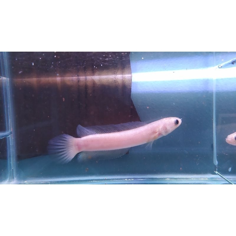 best seller asiatica leucistic 7-8 cm