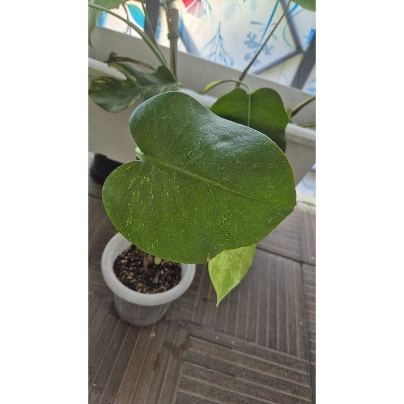 Monstera White Monster
