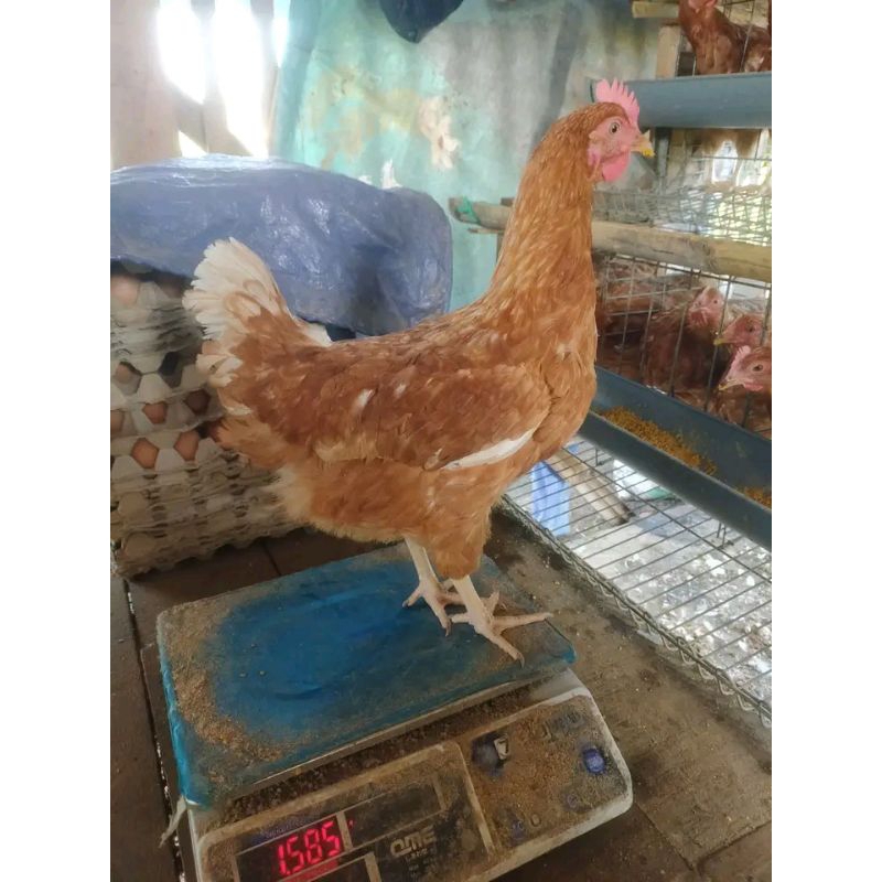 ayam petelur sudah siap produksi telur full paksin usia 18-19minggu