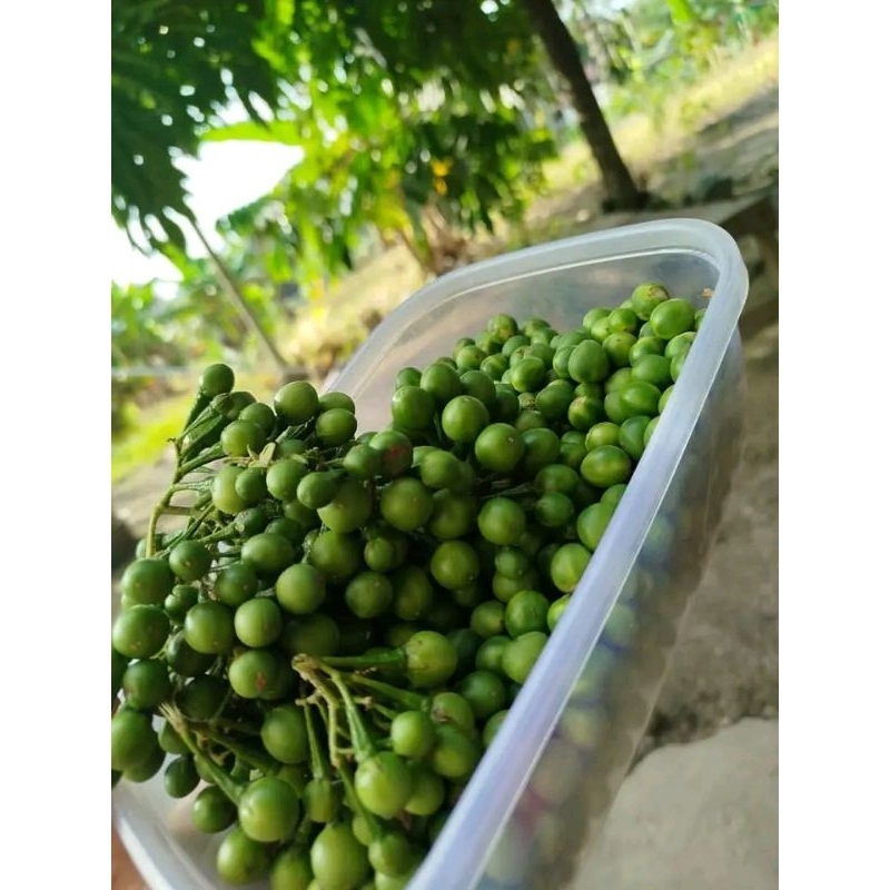 

buah tekokak untuk lalapan fresh segar /200 grm