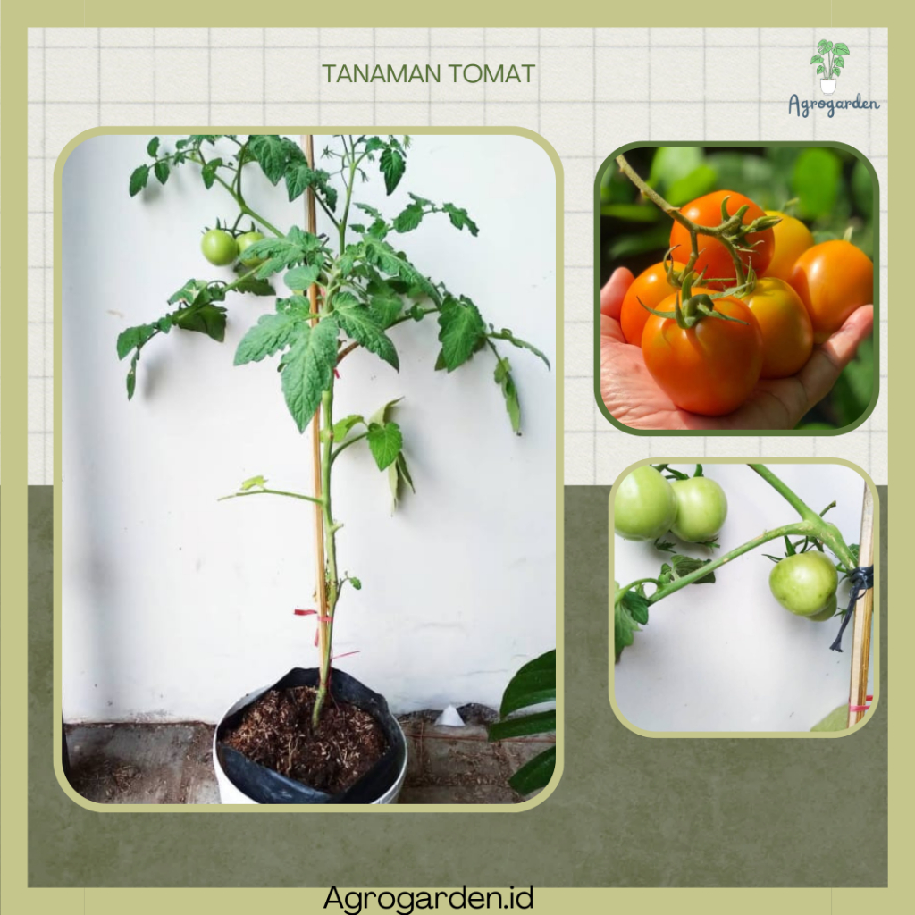 Tanaman Bibit SAYUR TOMAT BERBUAH - Tomat Sayur Buah - tanaman tomat/bibit tanaman tomat - Bibit tan