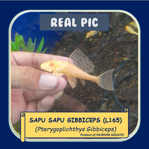 IKAN HIAS AIR TAWAR - SAPU SAPU GIBBICEPS ALBINO
