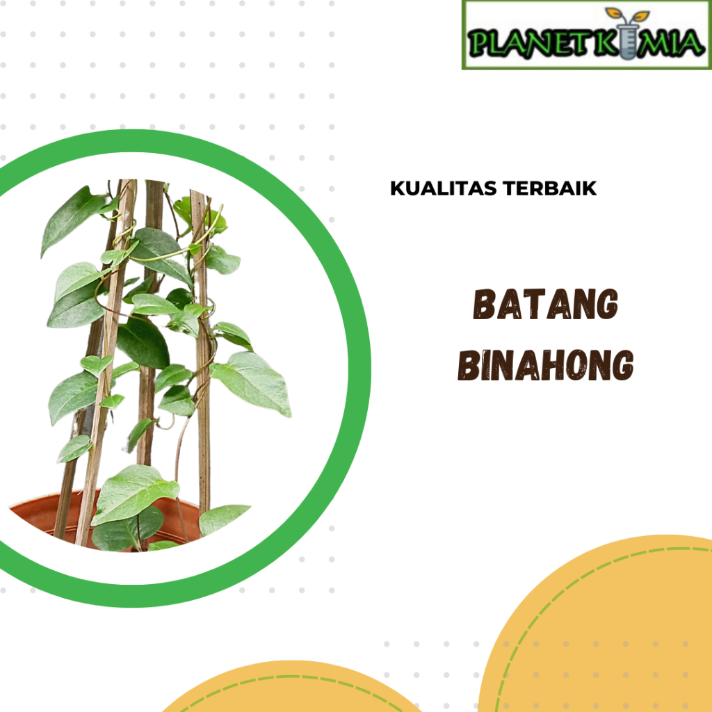 

dried,serbuk batang binahong best product