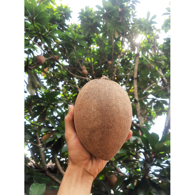 

mamey sapote