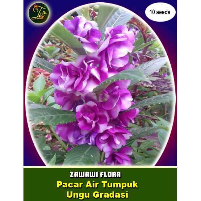 12 Benih Pacar Air Tumpuk Ungu Gradasi Putih
